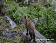 images/renard/renard-14-juin-2012-04 copie.jpg